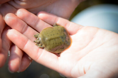 The Vermont Fish & Wildlife Department is looking for volunteers to help with spiny softshell turtle nesting beaches on Saturday, October 25 at North Hero State Park. / Tom Rogers, Vt Fish & Wildlife.