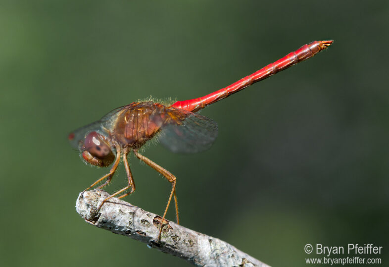 sympetrum-vicinum-1280x
