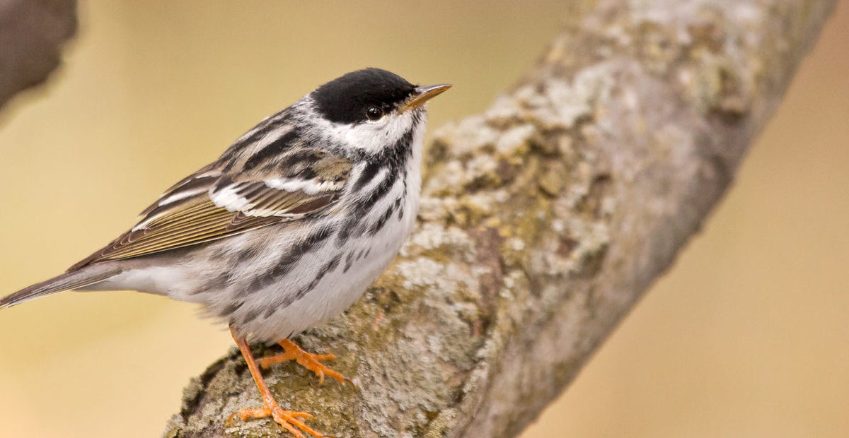 Blackpoll Warbler <i>(Setophaga striata)</i> &copy; © Bryan Pfeiffer
