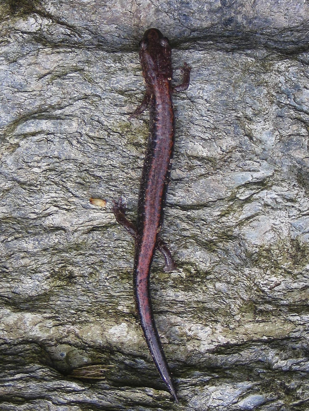 Red-backed Salamander
