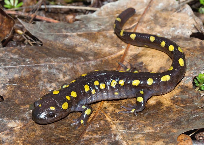 Spotted Salamander.