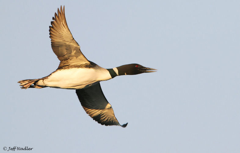 Common Loon in flight