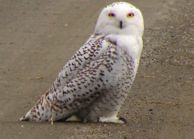 Autumn's First Snowy Owl