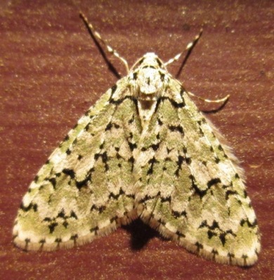 moth