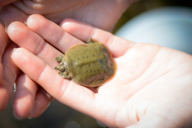 The Vermont Fish & Wildlife Department is looking for volunteers to help with spiny softshell turtle nesting beaches on Saturday, October 25 at North Hero State Park. / Tom Rogers, Vt Fish & Wildlife.