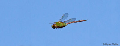 Common Green Darner