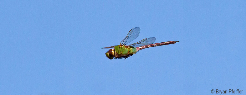 Common Green Darner