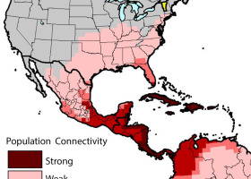 Migratory songbird population connectivity for 31 conservation priority species found in Vermont.