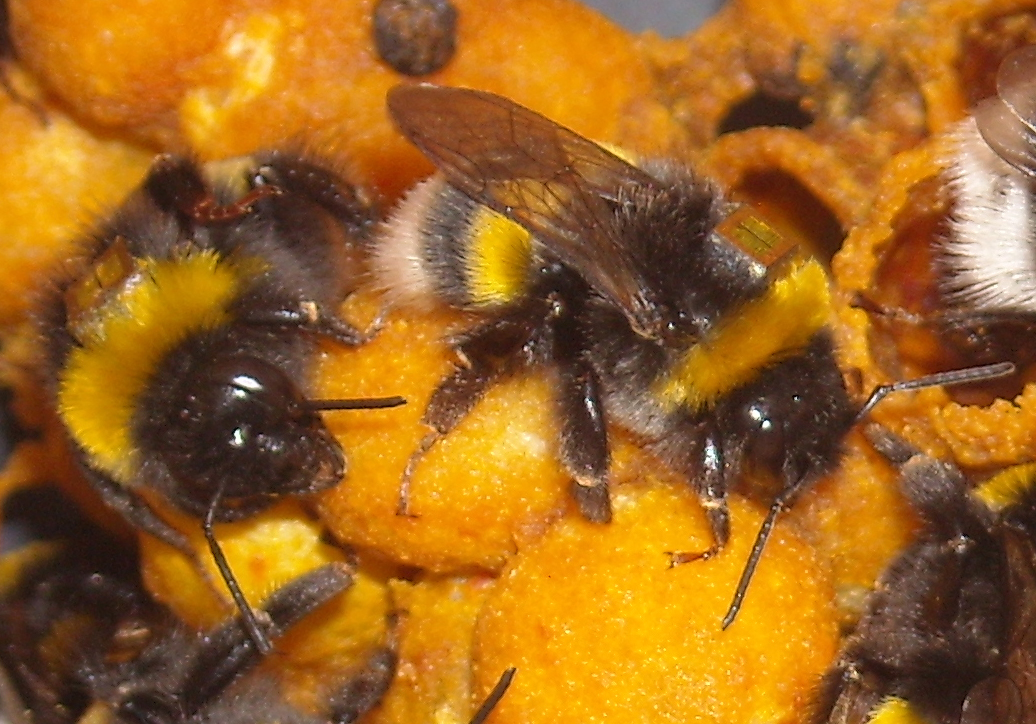 Bumblebee (Bombus terrestris) workers with Radio Frequency Identification (RFID) tags. Photographer: Richard Gill
