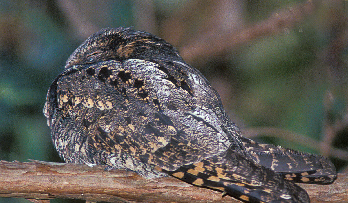 Eastern Whip-Poor-Will &copy; © Kent McFarland