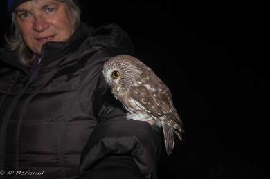Northern Saw-whet Owl