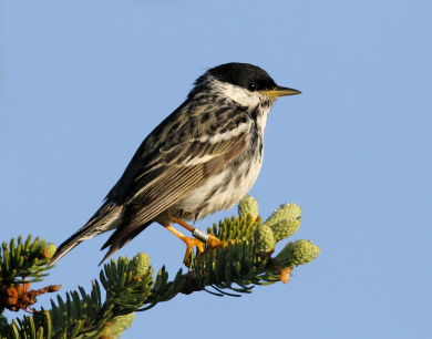 Blackpoll Warbler with a band. / © Jeff Nadler