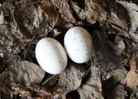Whip-poor-will nest. / Burke Museum
