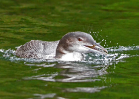 Loon Chicks in November