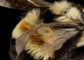 A Ghost in the Making Released Online