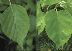 White Birch leaf (left) compared to Heart-leaved Paper Birch (right).