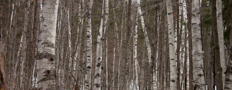 birches-1800x700