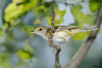 vireo