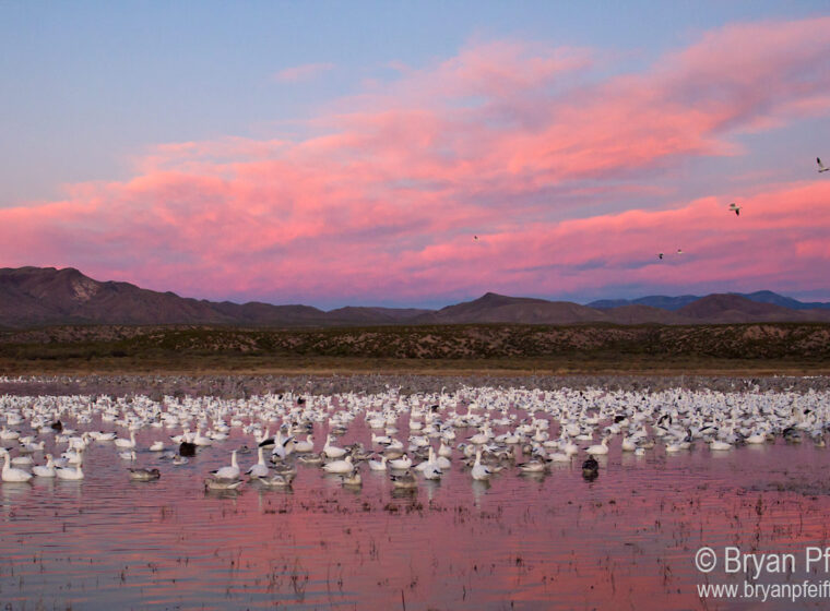 Snow Geese and Sandhill Cranes at Bosque del Apache NWR