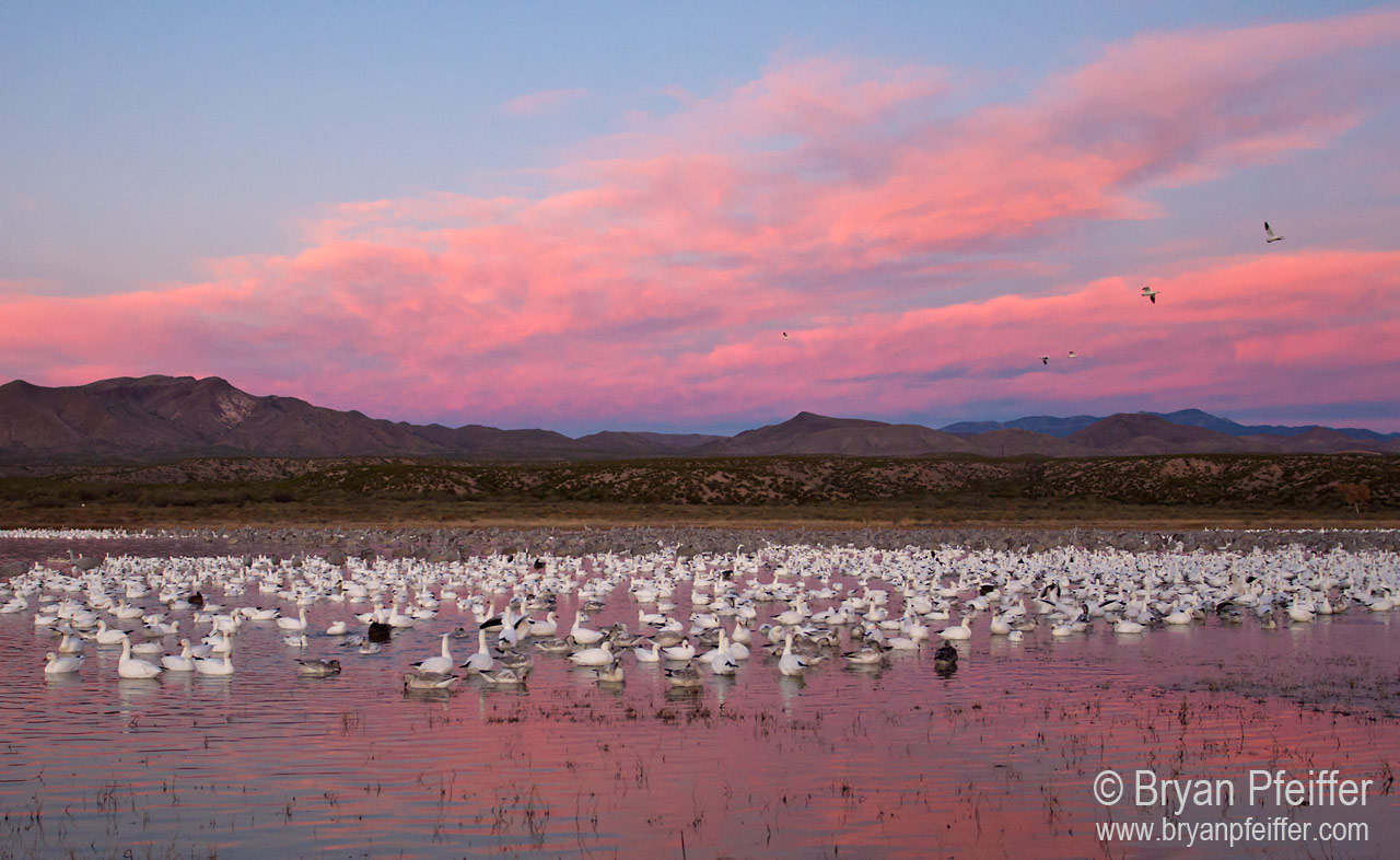 Snow Geese and Sandhill Cranes at Bosque del Apache NWR