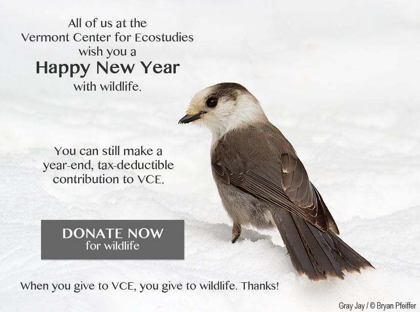 vce-new-year-2015-850