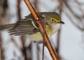 November Photo-observation of the Month Winner