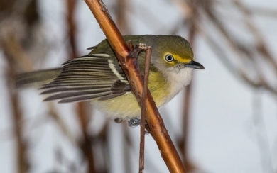 White-eyed Vireo visits Vermont. / © Joshua Lincoln