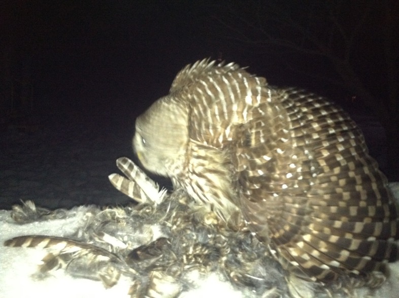 Barred Owl eating a Barred Owl. / © John Llloyd