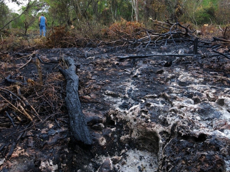 Clearing of natural forest for agriculture within the limits of Jaragua National Park. / © Miguel A. Landestoy