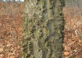 Keep Endangered Flora Alive and Well