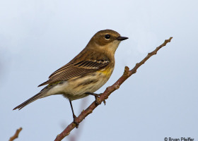 A Field Guide to December 2014