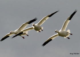 iNaturalist Vermont October Photo-observation Winner
