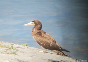 Record Year for New Bird Species in Vermont