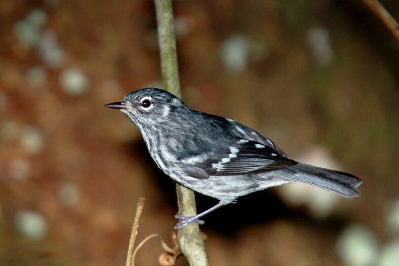 Elfin Woods Warbler / Mike Morel