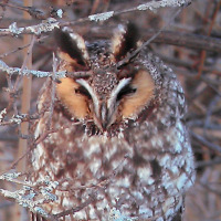 The 2015 Christmas Bird Count Roundup