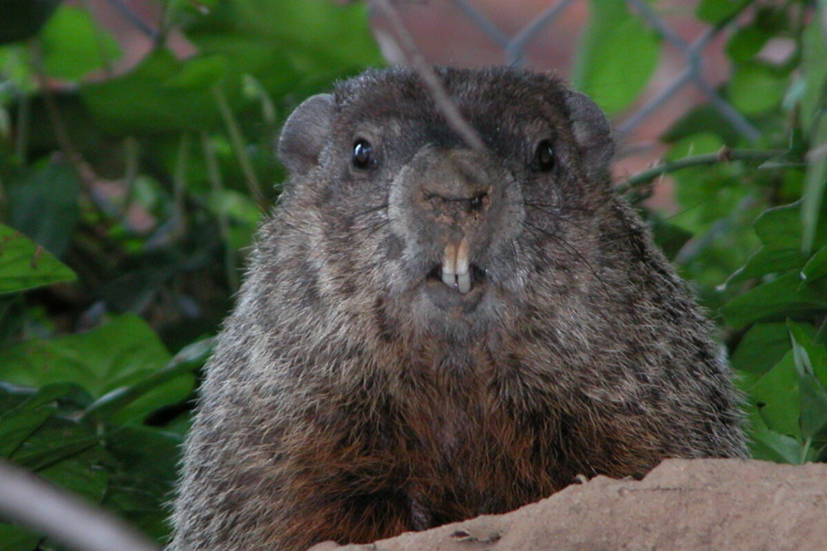 Groundhog (Marmota monax) &copy; Dave Fletcher – www.flickr.com/photos/dfletcher/