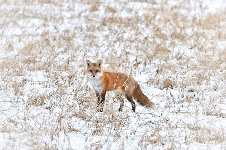 Red Fox. / © rebelgirl73