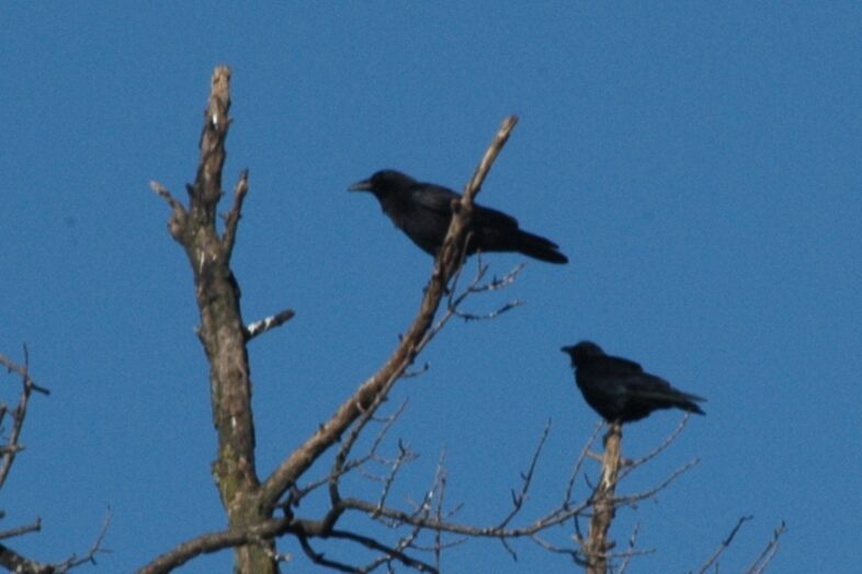 Fish Crow and American Crow in Burlington, VT. / Larry Clarfeld