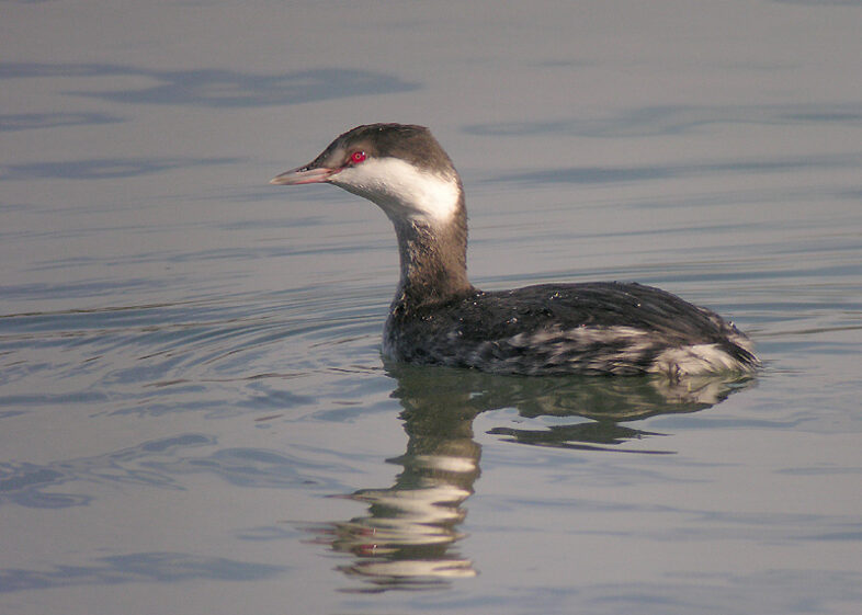 Horned Grebe in winter plumage. / Len Blumin - www.flickr.com/photos/lenblumin/