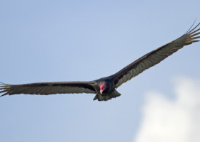 Field Guide to February 2019