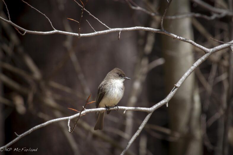 Eastern Phoebe (Sayornis phoebe). / © K.P. McFarland