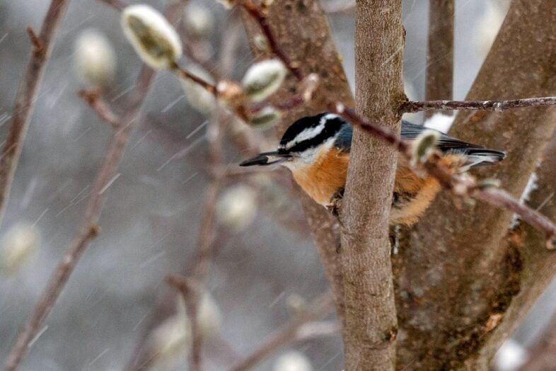 Red-breasted Nuthatch. /© Joshua Lincoln.