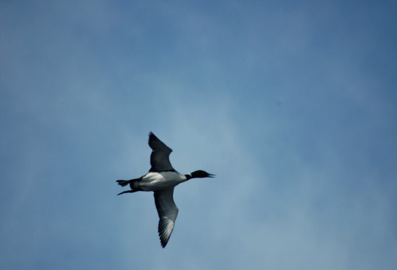 flight below orah moore