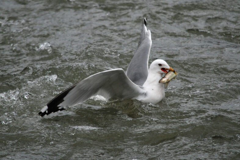 Ring-billed Gull. / © Larry Clarfeld