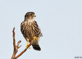 Merlins: Murder, Mayhem and Magnificence Now Flying Near You