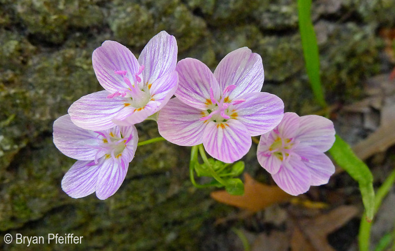 spring-beauties.1280x812