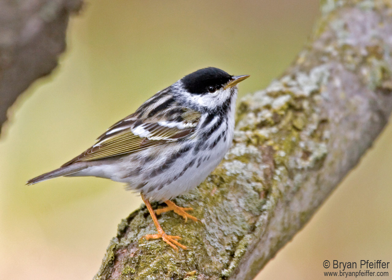 blackpoll-warbler-copyright-bryan-pfeiffer-1280