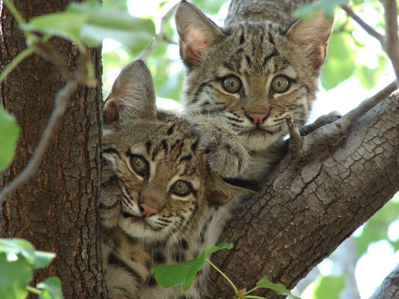 The Vermont Fish & Wildlife Department is launching a new Habitat Stamp program to fund land conservation in Vermont to benefit wildlife like these Bobcat kittens. / Summer M. Tribble.