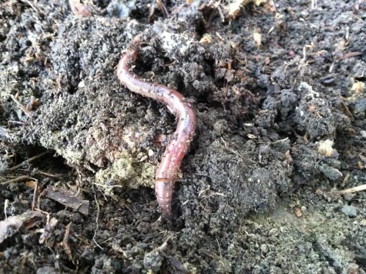 European and Asian earthworms invading New England forests are passing on metal pollutants in potentially hazardous levels to predators that feed on them, a Dartmouth College-led study finds. / Justin Richardson
