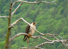 Vermont Cliff Tops and Overlooks Closed to Protect Nesting Peregrine Falcons